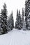 Cross-country Nordic ski trail through snow-covered trees on a forested mountain landscape, Lolo Pass, Idaho, USA