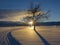 Cross country nordic ski trail and tracks by a tree at sunset in the mountains.