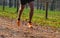 Cross country running blurred on trail
