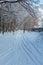 The cross-country ski trails in the winter forest