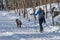 Cross country skier and her dog in the Mont Royal Park