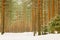 Cross country skiing path in the forest