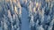 Cross country skiing slope cutting through a wild arctic woodland.