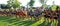 Cross country teams line up at the starting line