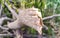 cross cut out of branch of neem tree close up with green background 