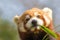 Cross-eyed animal. Cute red panda eating looking at bamboo shoot