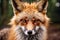 The cross-eyed fox looks directly into the camera