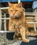 Cross eyed ginger cat