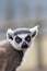 Cross-eyed lemur face. Funny animal meme image