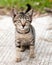 Cross-eyed Tabby Kitten on the Road