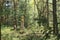 Cross in forest of Czech Switzerland