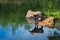 Cross Fox Adult Vulpes vulpes Creates Ripple in Water Reflected Summer