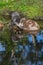 Cross Fox (Vulpes vulpes) Leans Out Looking into Water Summer