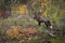 Cross Fox Vulpes vulpes Stands Looking Left in Autumn Colors