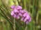 Cross-leaved Heath