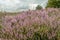 Cross-leaved heath from close