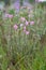 Cross-leaved heath Erica tetralix, flowering in natural habitat