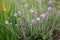 Cross-leaved heath Erica tetralix, flowering plant in a heath field