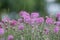 Cross-leaved heath Erica tetralix, flowering plants natural habitat