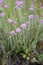 Cross-leaved heath Erica tetralix, pink flowering plant in heath field