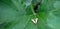 A cross marked moth displays itself on a big green leaf.