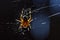 Cross orb weaver spider