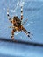 Cross Orb Weaver Spider hanging in web