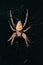 Cross Orb weaver spider on its web