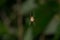 Cross Orbweaver - Araneus diadematus