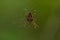 Cross Orbweaver - Araneus diadematus