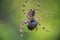 Cross Orbweaver spider macro feeding