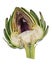 Cross section of artichoke isolated over a pure white background