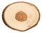 Cross section of bird cherry tree trunk isolated