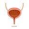 Cross Section Of Bladder, Human Internal Organ Diagram