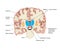 Cross section of the brain showing nuclei