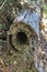 Cross-section of cut tree with hollow core laying on ground - selective focus