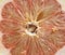 Cross section detail of Grapefruit