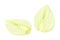 Cross Section of Florence Fennel Bulb as Raw Crisp Vegetable Vector Illustration