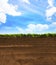 Cross section of grass with blue sky