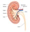 Cross section of human kidney