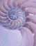 Cross section of a Nautilus shell in pastel colors