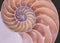 Cross section of a Nautilus shell in pastel colors