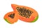 Cross Section of Papaya Fruit Showing Orange Flesh and Numerous Black Seeds Vector Illustration