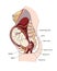 Cross section of pregnant woman
