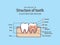 Cross-section structure compare inside and outside tooth diagram and chart illustration vector on blue background. Dental care
