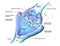 Cross section of a synapse or neuronal connection with a nerve cell