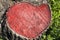 Cross section of tree stump painted in red. Surface of timber background