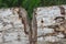 Cross section of a wood which is half cut. Texture of this awe tree and the outside layer of this thorn filled wood