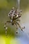 Cross Spider