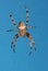 Cross spider